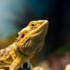 Can Bearded Dragons Use Heat Rocks?