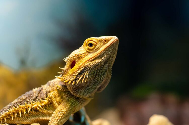 Can Bearded Dragons Use Heat Rocks?