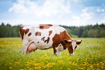 Can Cows Eat Bread?