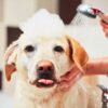 Can I Shower with My Dog?