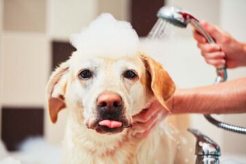 Can I Shower with My Dog?