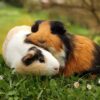 Can You Put a Baby Guinea Pig With an Older One?