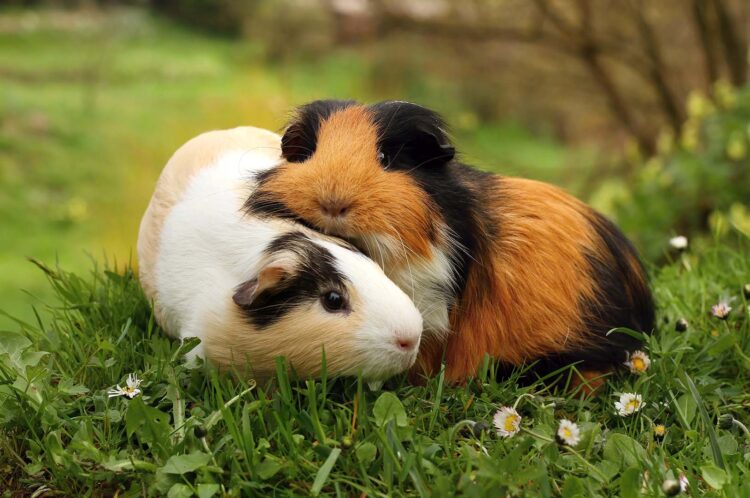 Can You Put a Baby Guinea Pig With an Older One?