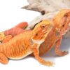 Ethics of Breeding Silkie Silkback Bearded Dragons