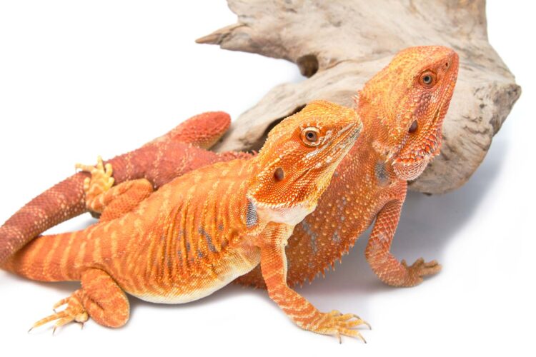 Ethics of Breeding Silkie Silkback Bearded Dragons