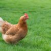 How Can I Tell If My Chickens Are Too Fat or Thin?