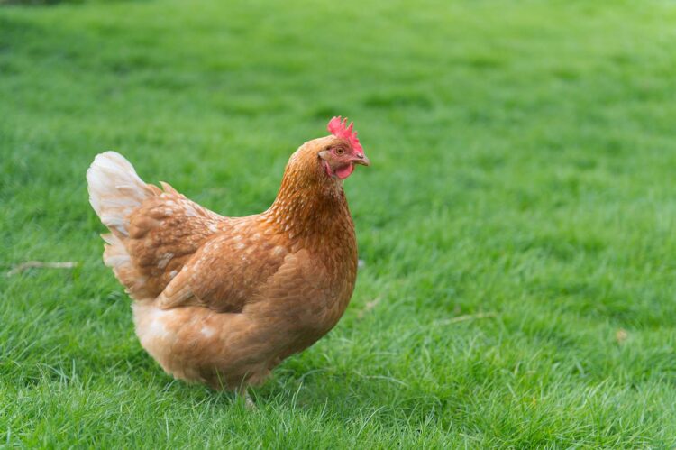 How Can I Tell If My Chickens Are Too Fat or Thin?