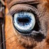 What Does Wall Eye on a Horse Mean?