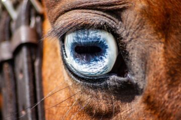 What Does Wall Eye on a Horse Mean?