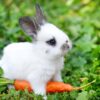 What's the Most Affectionate Rabbit Breed?