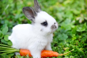 What's the Most Affectionate Rabbit Breed?