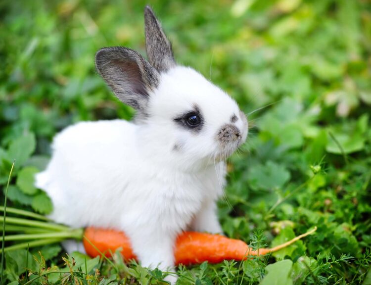 What's the Most Affectionate Rabbit Breed?