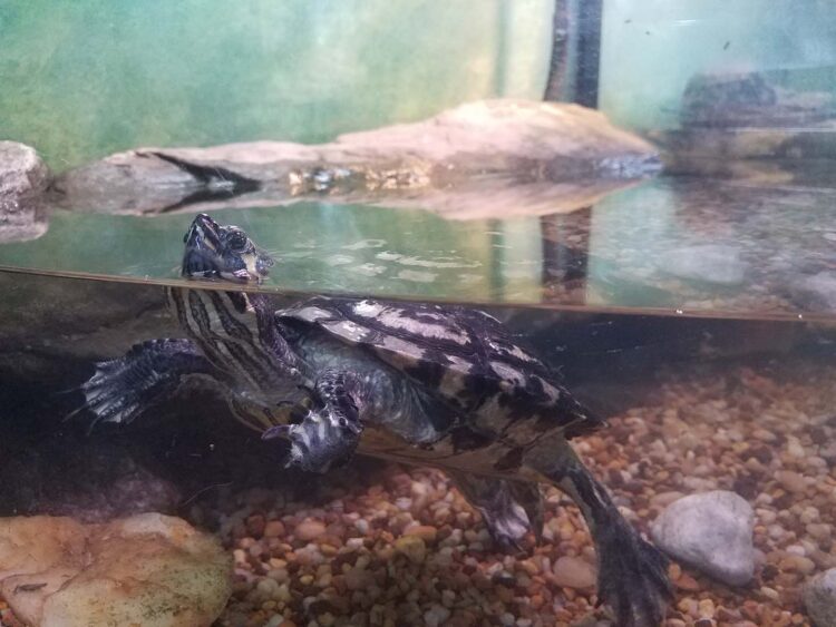 Why Is My Turtle Floating?